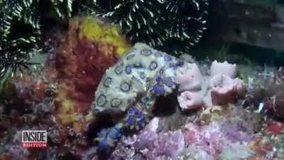 Women Unwittingly Take Photos Holding Deadly Octopus