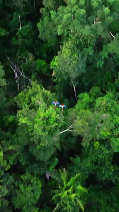 🦜 Macaws over the Amazon