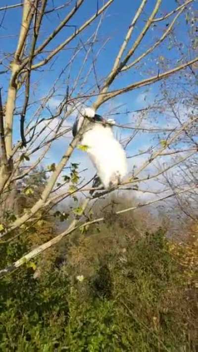 Despite losing his tail, my rescue kitty is derping around with great success