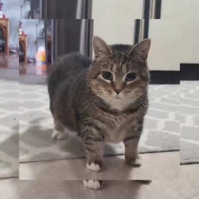 Bangarang cat🙀