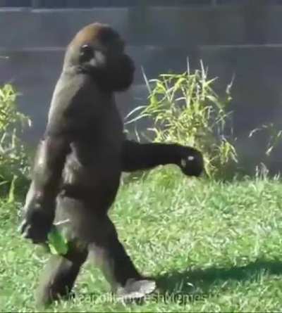 monke