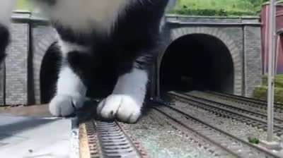 Big kitty