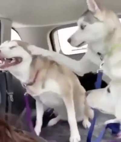 Sneezo Doggo