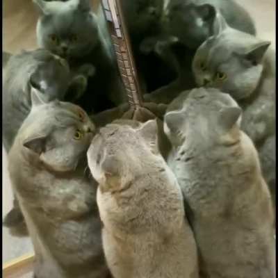 Cat Kaleidoscope