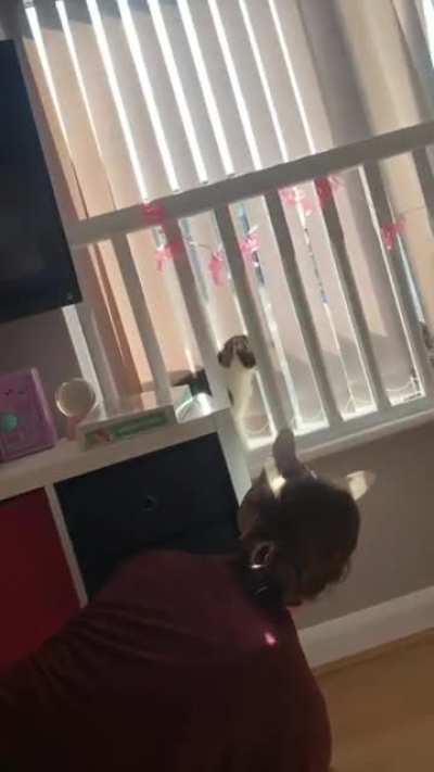cat mask