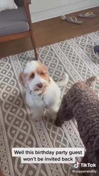Serving the pupcake