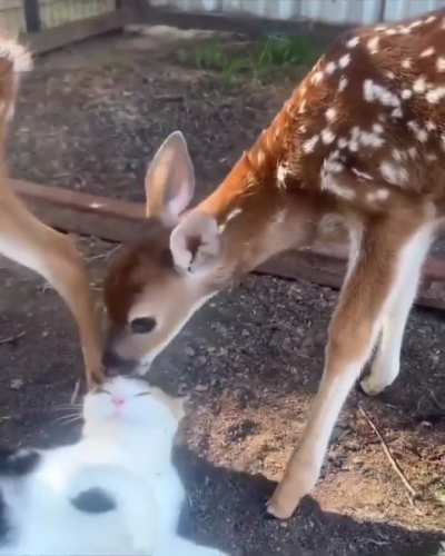 🦌🤗🐱💖🐈&zwj;⬛👅 toe-Past and Language  