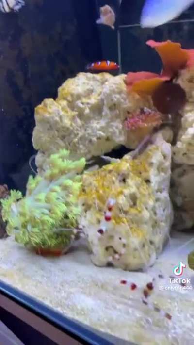 never in my life did i think i&rsquo;d ever watch a reef tank thirst trap