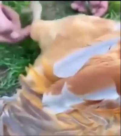 Chicken line