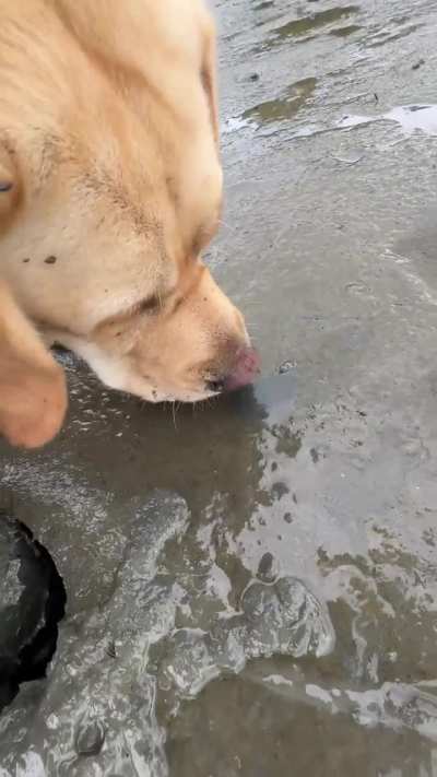 The rare and elusive mudbug 