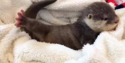 Meet Mocha, a 7-week old Asian small clawed otter born to parents Dolce (dad) and Latte (mom)!