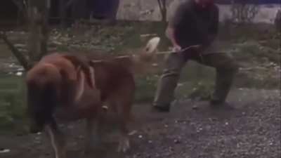 This bulldozer of a dog