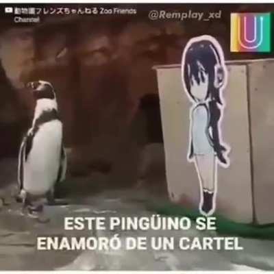 XD