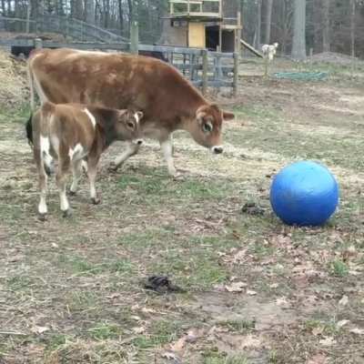 When you get your first exercise ball and aren&rsquo;t sure how to use it (Paddington&rsquo;s Farm)