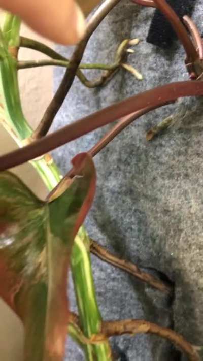 A brief update on a few plants on the plant wall