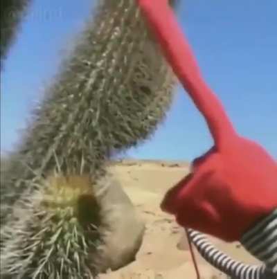 News flash: touching cactus hurts