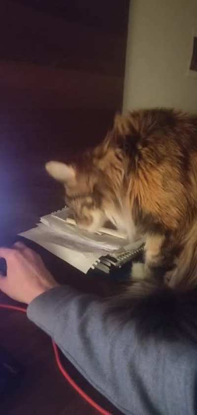 I've heard this sub accepts cats like mine pain in the ass