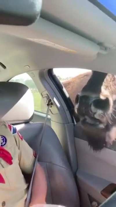 Wait that&rsquo;s not a little deer