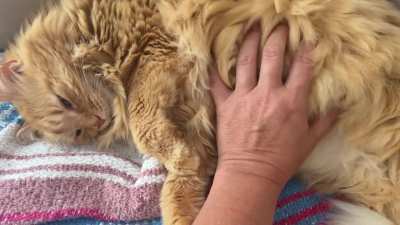 Softly stroking Ms. Ni&rsquo;s Luxurious Belly Floof got me a lil kiss!