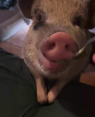 What do they mean with &ldquo;you eat like a pig&rdquo; seems pretty standard, right?