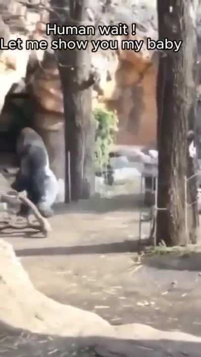 Gorilla mother and human mother exchanging introduction of their babies