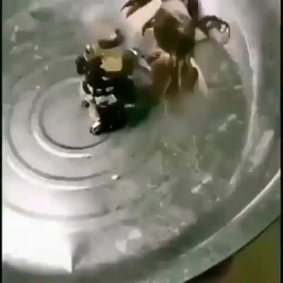 Mat&iacute;as vs optimus prime😲😲😲😓🙏🔥
