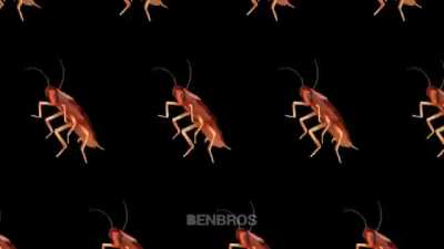 Dancing Roach #03 | Dancing cockroach squad