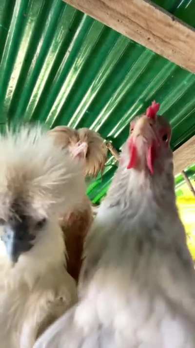 Maybe maybe maybe