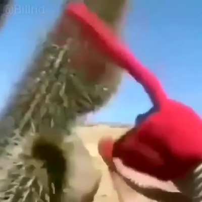 D&iacute;ganme si algunos gritos les parece familiar