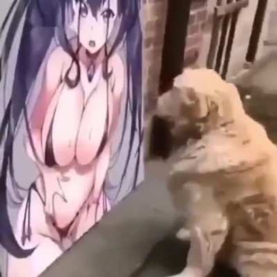 The dog the Dog