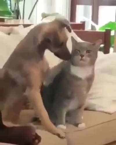 lemme pet too!