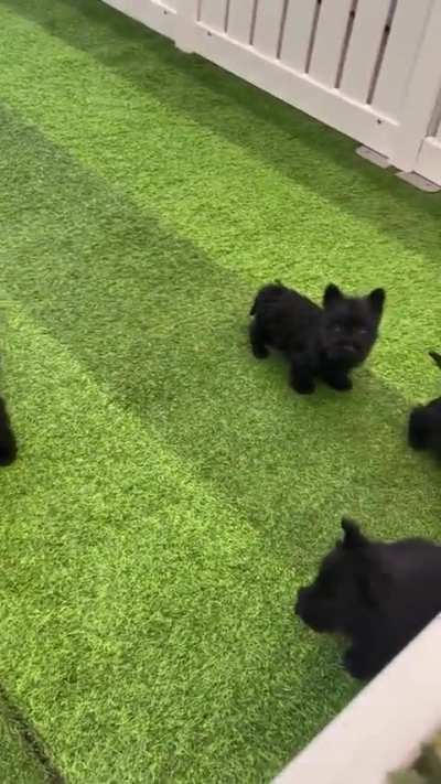 Void puppies!