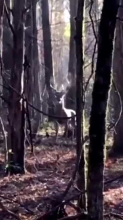 A buck puffing up