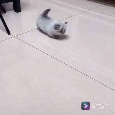 Pointy tail