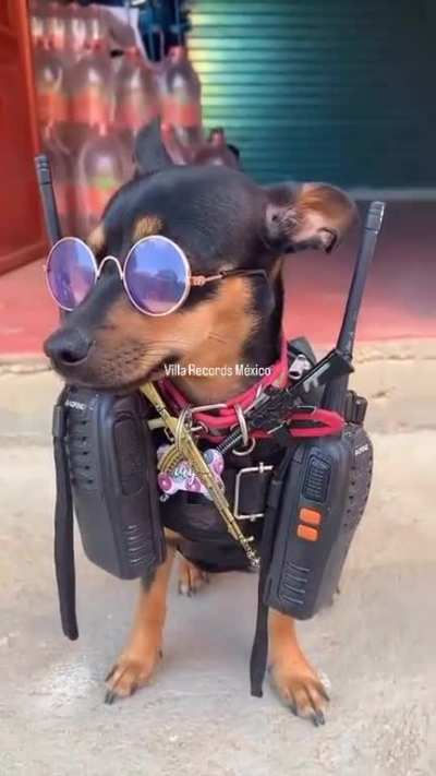 Perro promedio en el norte de M&eacute;xico: