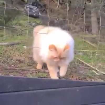 Deceptive floof