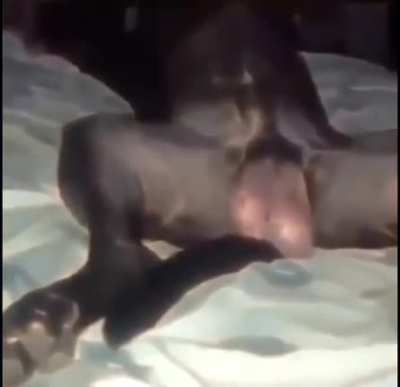 cool dog video