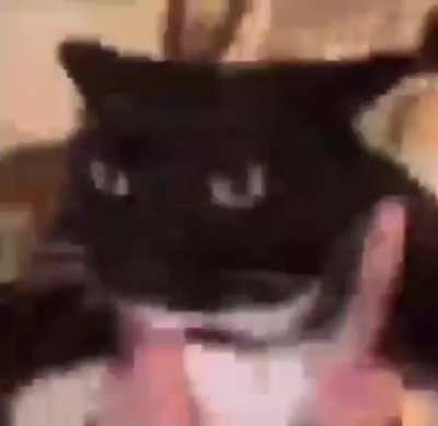 Cat rule