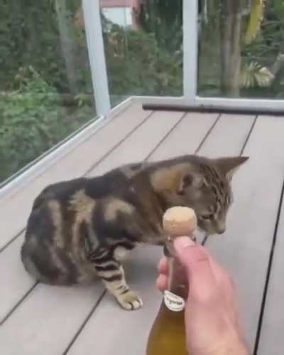 Bonk