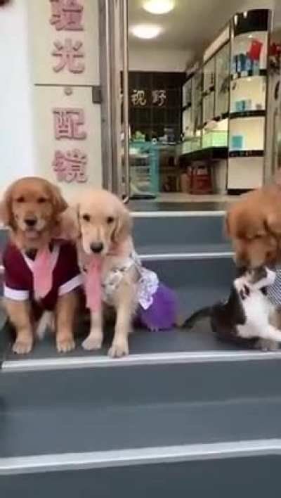 This cat doesn&rsquo;t want to be in the family photo