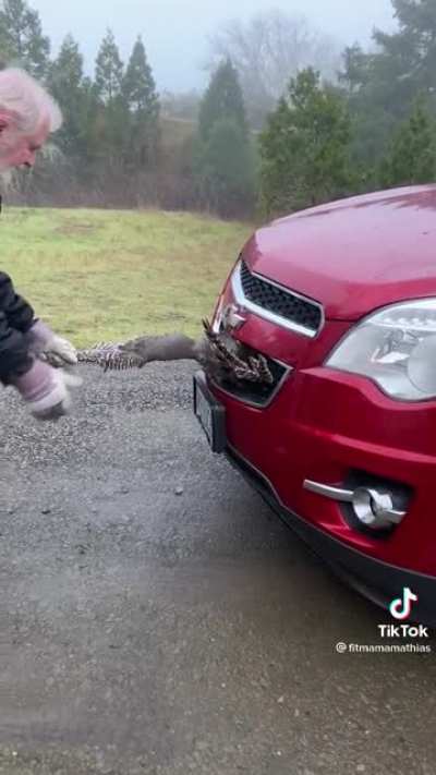 Turkey hit by a car.
