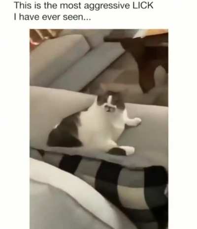 Angry chonk