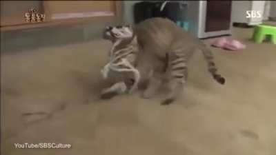 Backing up&hellip;..backing up&hellip;.backing up&hellip;.backing up&hellip;.