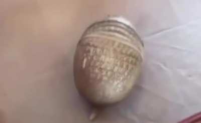 Here's an armadillo catching a ball