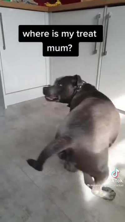 Where&rsquo;s my treat