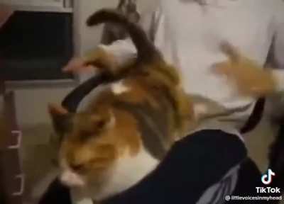 ma