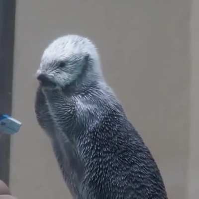 Checking a Sea Otter's temperature.
