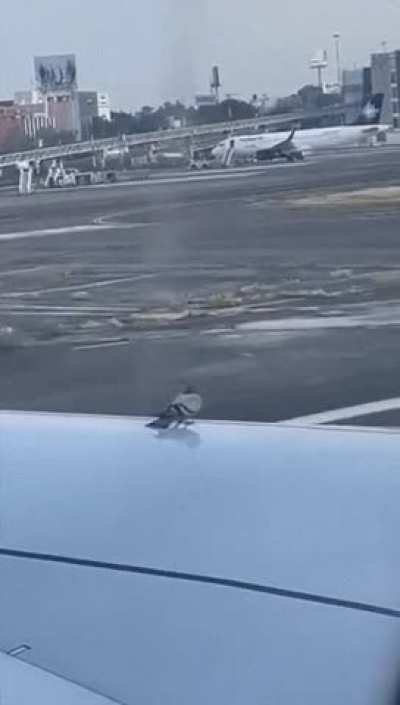 Pigeon falls off a wing