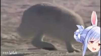 Happy Pekora