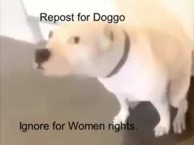 Dogo
